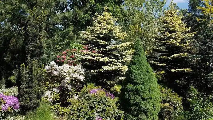 Arbusti ornamentali