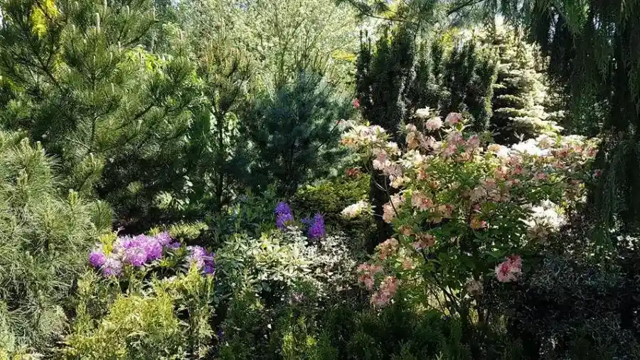 Alberi a foglia caduca