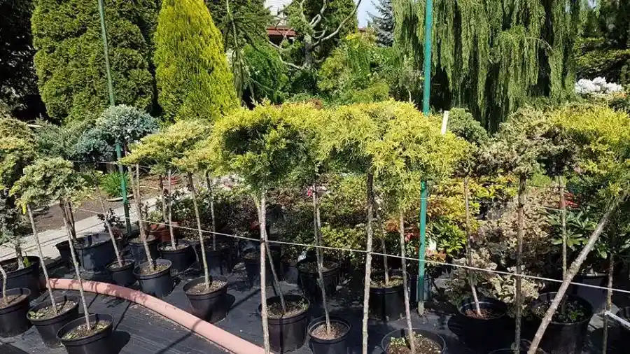 Contenitori con piante